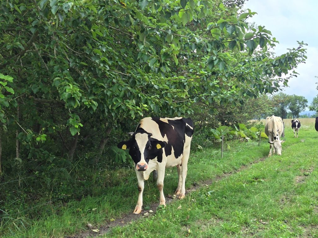 現在の画像に代替テキストがありません。ファイル名: 250809122728515-コピー-scaled.jpg