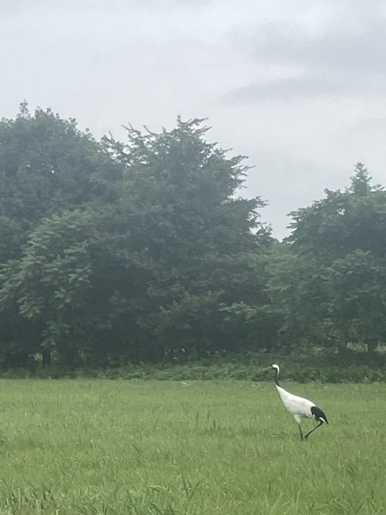 現在の画像に代替テキストがありません。ファイル名: IMG_4954-scaled.jpg