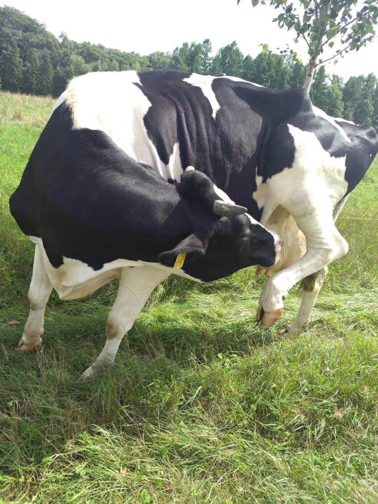 現在の画像に代替テキストがありません。ファイル名: ハマおなかペロ-scaled.jpg