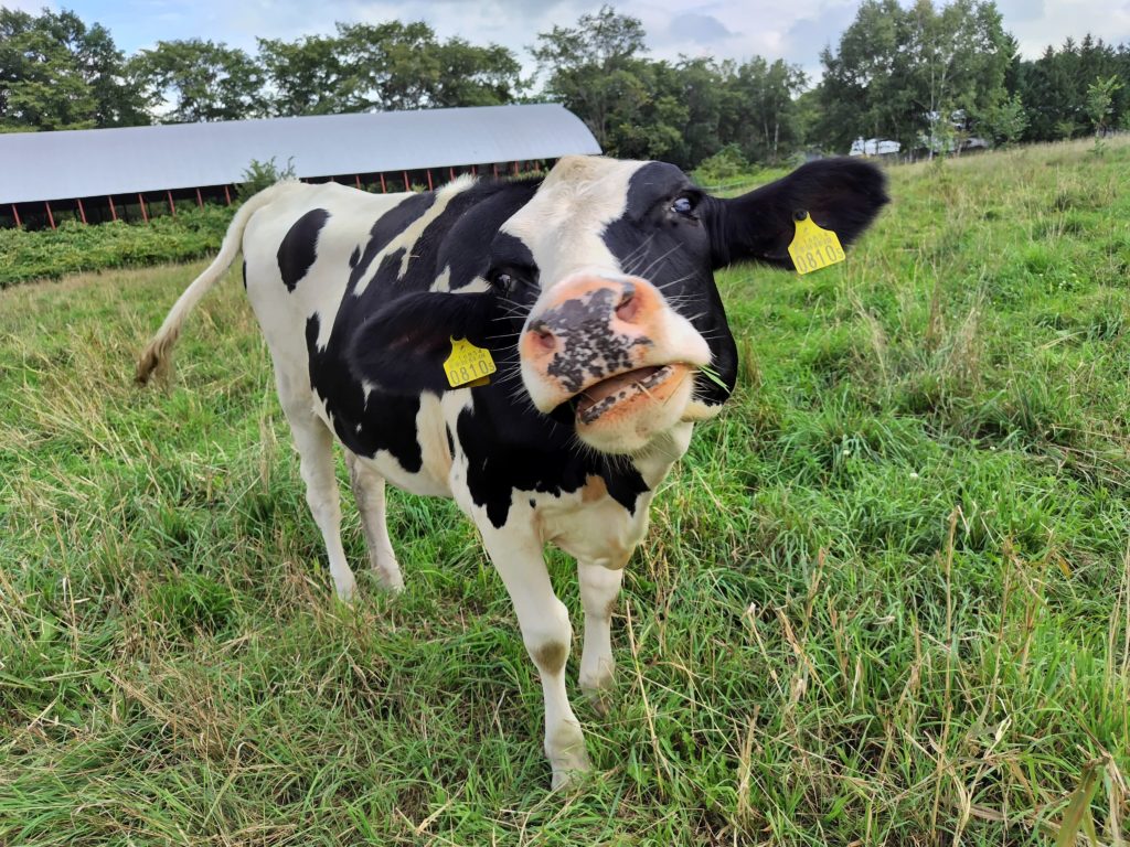 現在の画像に代替テキストがありません。ファイル名: ベース流し目-scaled.jpg