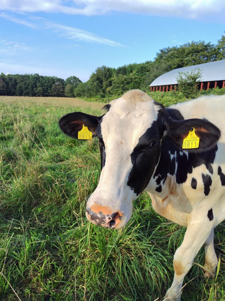 現在の画像に代替テキストがありません。ファイル名: メジロ２-scaled.jpg