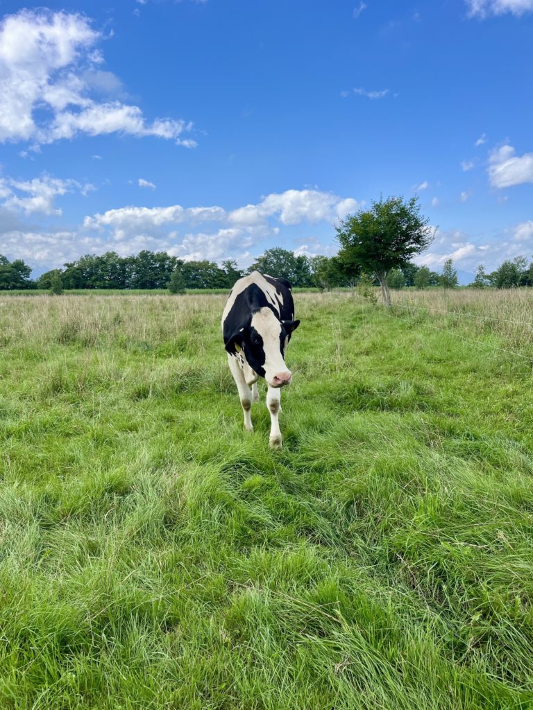 現在の画像に代替テキストがありません。ファイル名: ８０６ハコベ-scaled.jpg